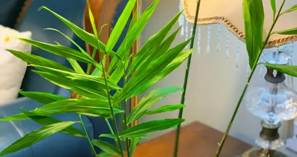 北京一姑娘“把生姜当绿植”养在客厅走红，网友：好美，好高级
