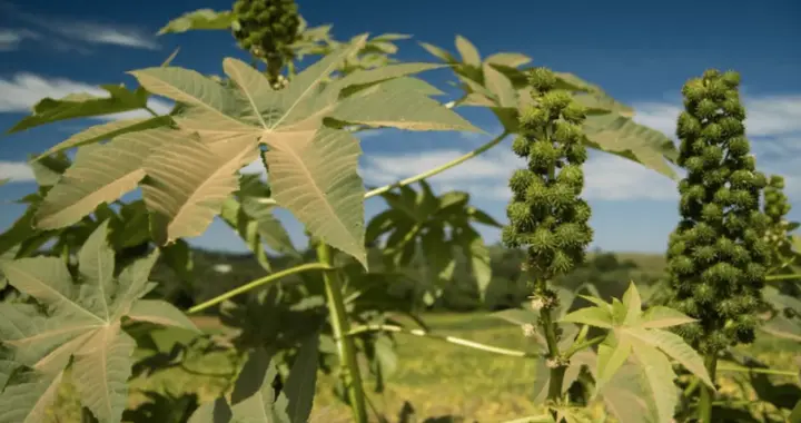 这植物竟是隐藏杀器？中国种了1400年的蓖麻，被美国列为战略物资