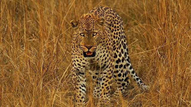 廪子：：古刹有高僧。上联邀您对