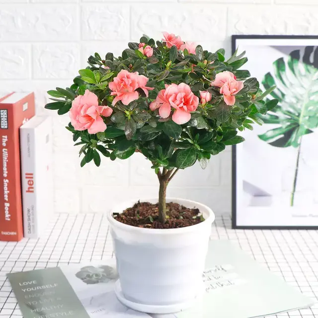 家里的空花盆别扔掉，11月后养这8种花，过年鲜花就不用买了！