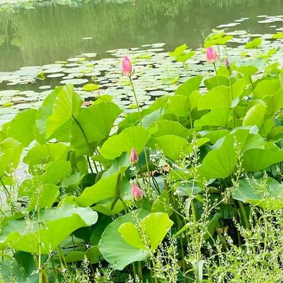 热心崔大夫：https://mp.wei