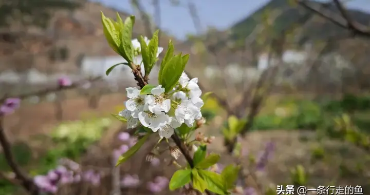 春天到了，冬天还会远吗