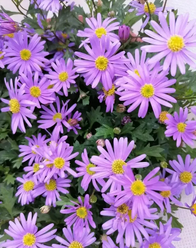 冬天，6种漂亮花喜欢“强光”，多晒长得壮，绽放绝美花海！