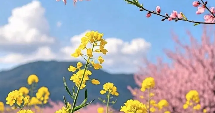 惊蛰野菜正当时，错过这口春鲜还要等一年？