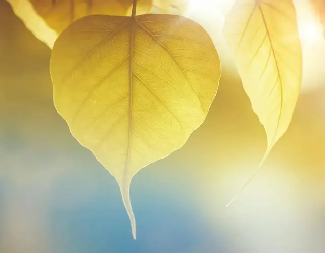 告诉你个秘密：与其诉苦，不如闭嘴，与其争辩，不如保持沉默