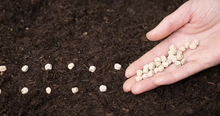 有机肥和化肥搭配使用的比例一般是多少？