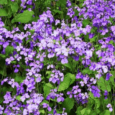 闲人：公园里盛开的鲜