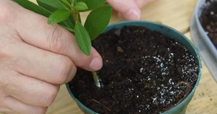 杜鹃花12月怎么扦插？学会3个技巧，30天出满根！