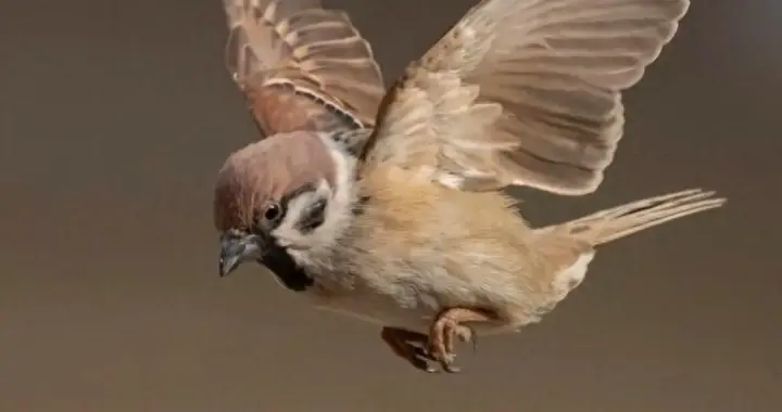 现在看到的麻雀，怎么和小时候看到的不一样？人类或许该反省了