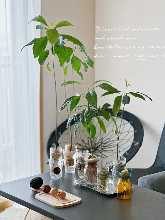 吃完的4种“水果核”先别扔，丢进花盆里，15天拥有一个小森林！