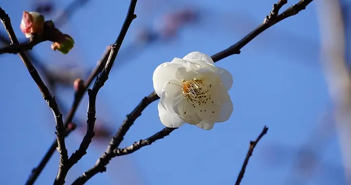 冷艳奇芳堪惜——和凝《望梅花》赏析