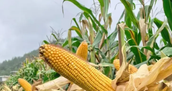 火爆的“美谷999”，玉米杂交新品种中的“当家品种”，种就对了