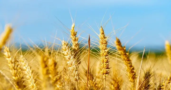 解锁小麦高产密码：半精播栽培田间管理关键环节深度剖析