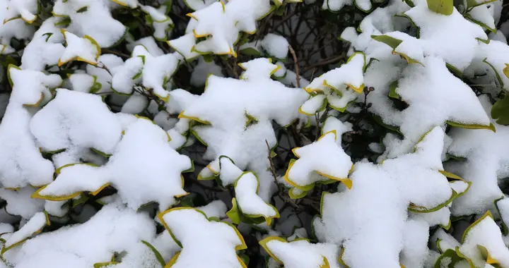 江苏要冻哭！最低-12℃+4次降水，未来20天2波降温