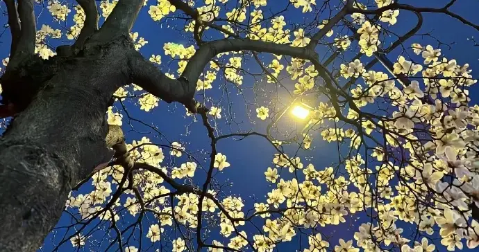 为什么毕达哥拉斯学派尊崇36为圣数？