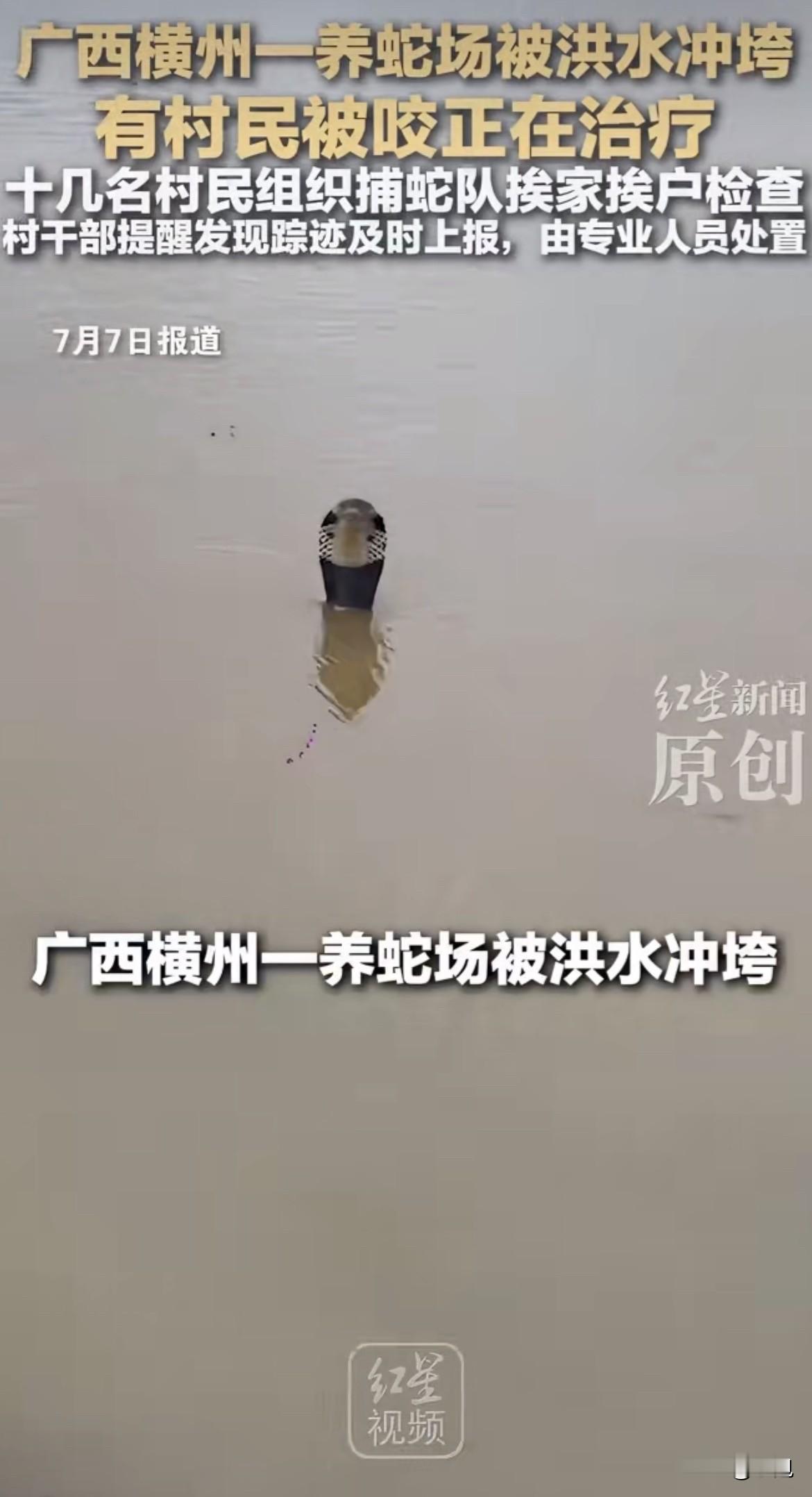 广西横州一个养蛇场被洪水冲了。  跑了八九百条蛇。眼镜蛇、王锦蛇、水律...
