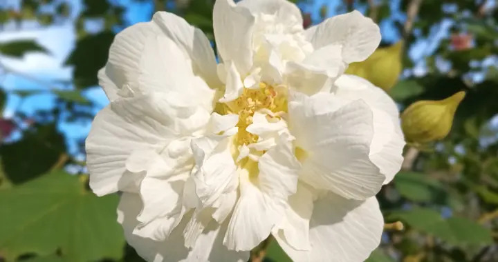 白雨露输掉“德比战”，刘宏宇防守控比赛