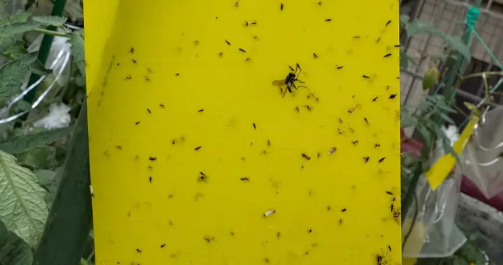 提醒！苏州人最近别穿这几种颜色出门，我真的被叮怕了