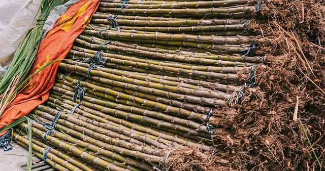 四川这个甘蔗地把“密室逃脱”玩明白了！