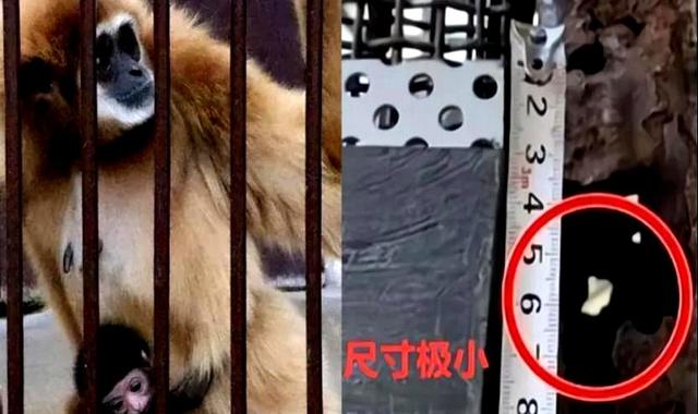 但动物园是不是没顾上