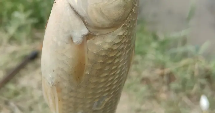 《钓鱼人哲学》(12)线组微调：人生要懂得及时调整自己