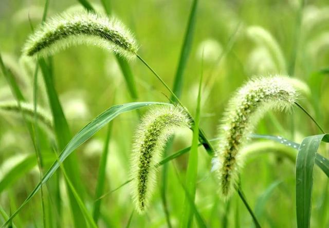 狗尾巴草是个宝，坚持用来煮水喝，或能帮助解决4个问题