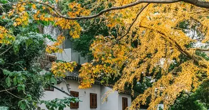 成都落叶不扫是浪漫，江苏的秋冬浪漫是“主动捞出来”的！