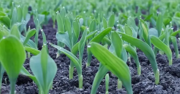 怎样才能提高玉米种子的出苗率？种子质量是根本，环境调控是核心