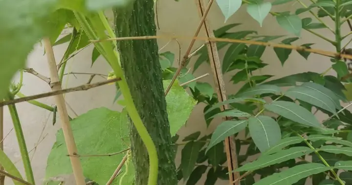 《七剑下天山》中最强的两大高手，晦明禅师和练霓裳，谁更厉害？