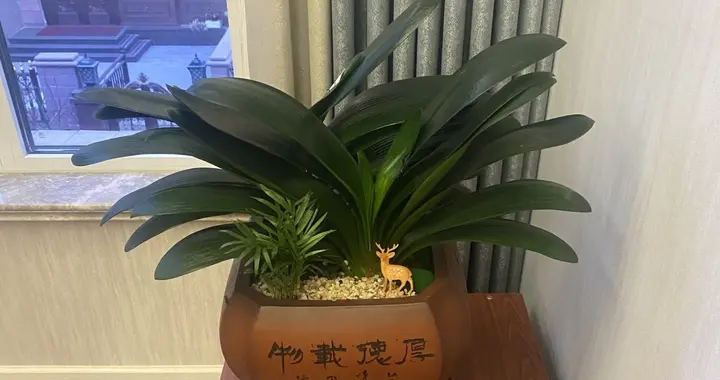 8 月份开始， 6 种花要 “润养”，水少一点就空根枯死，不缺水才好活