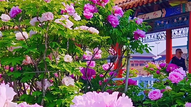 野岩：百年难遇的好男人，中3条就敢嫁，全