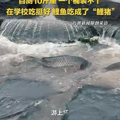 名山短剧：武汉高校雨后名场面！大叔徒手抓