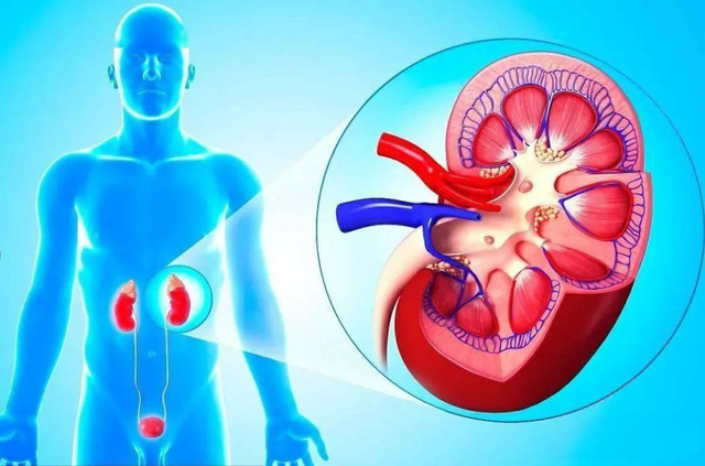 肌酐高的患者，中药调理的优势分析给大家！