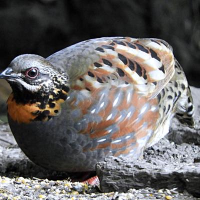 说茶谈鸟：肥美的鹧鸪！ 它的全名是红喉山