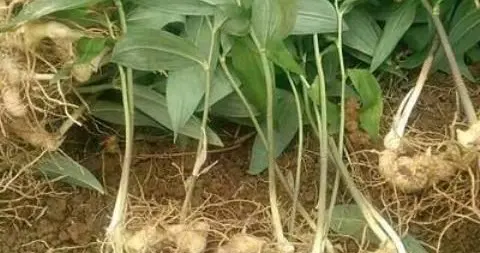 根据现在的商机市场，种哪些农作物最适合？三类高潜力农作物推荐