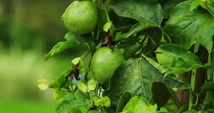 百香果光长叶不开花是怎回事？