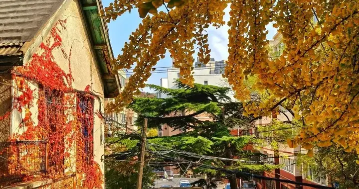 大连网红老街这棵银杏树火了，快来打卡吧