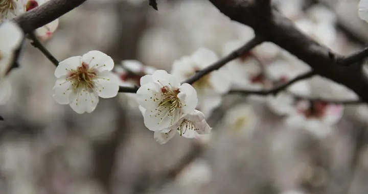 开屏展素看梅花——詹敦仁《介庵赠古墨梅酬以一篇》赏析