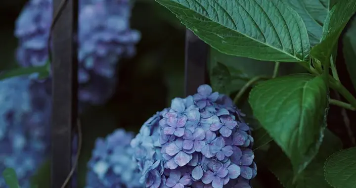 5月绣球花调色实操指南，调出梦幻粉蓝花