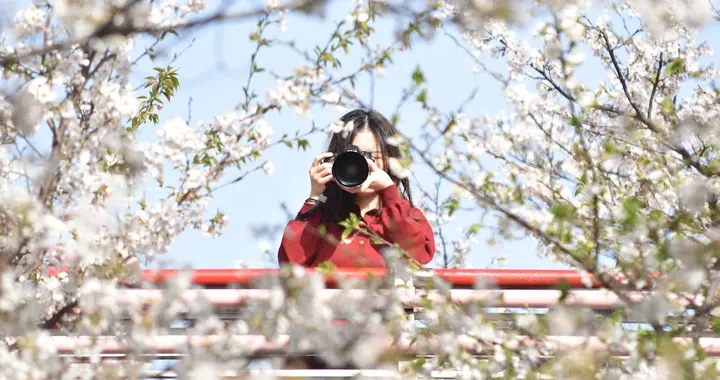 地铁直达！西安清明必去的赏樱花好去处，门票还免费