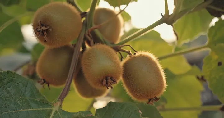 猕猴桃又火了？研究表明：猕猴桃或可在20小时内清除体内60%因子