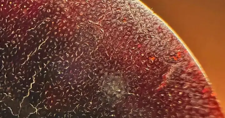 真品老犀角雕有奇特白色鳞纹？真假鉴定秘诀