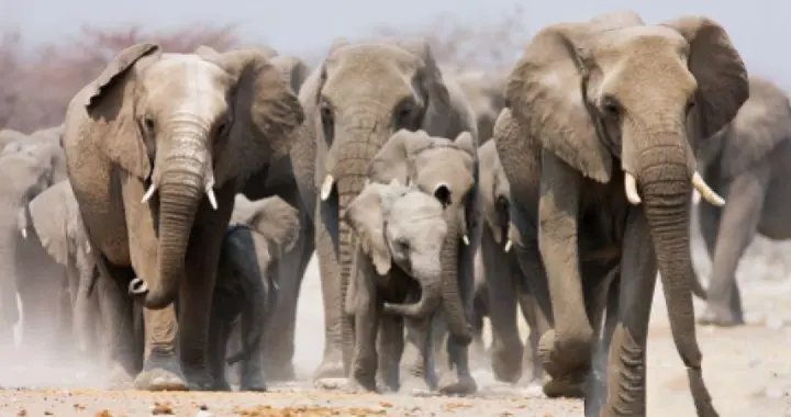 动物界也有“逆伦禁忌”?公马撞见亲妈，真的会自杀吗?