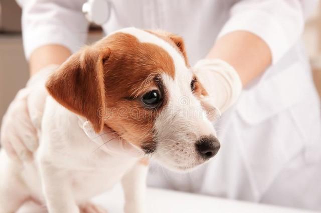 过敏体质的人，如何避免宠物狗、宠物猫过敏的应对策略