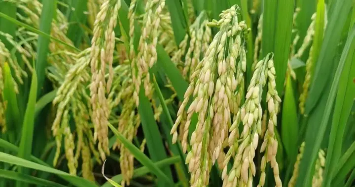 协禾优836籼型三系杂交水稻新品种米香饭好吃，种植不择地块