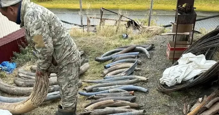 勇闯俄罗斯猛犸象牙挖掘营地，满地都是牙？