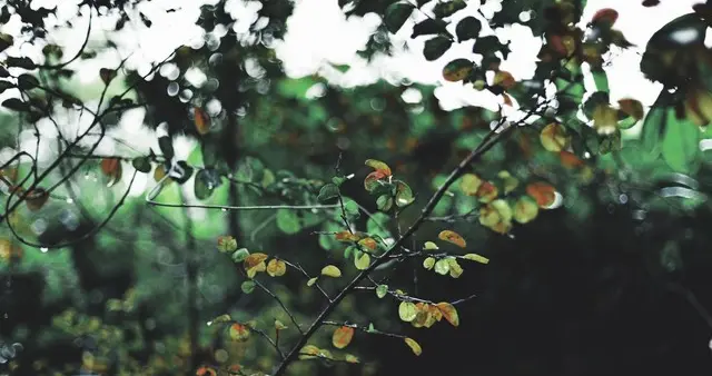 来年是旱是涝，就看九月初二，今日九月初二，下雨预示明年涝吗