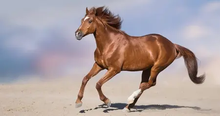 生肖运势-午马（11月7日）