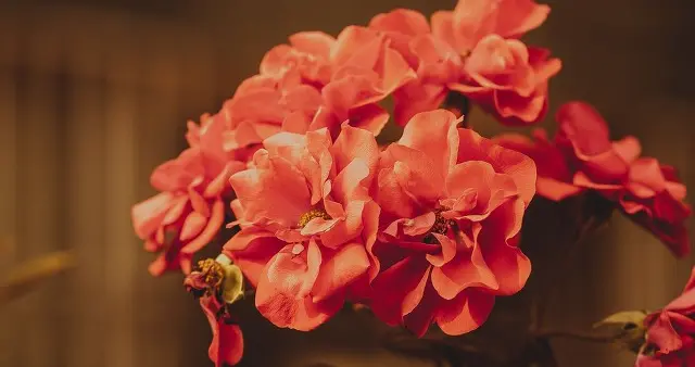 母辈婚姻——好色公公，有胆识（65）