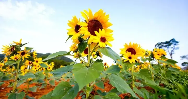 春暖花开，斗门藏着好多花海，油菜花，格桑花争奇斗艳